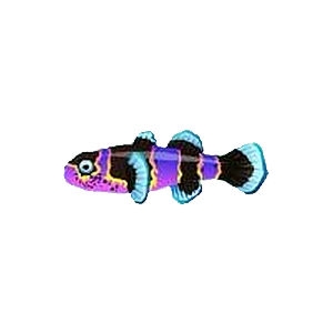 Violet Bumblebee Goby